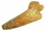 Bargain, Fossil Spinosaurus Tooth - Real Dinosaur Tooth #296836-1